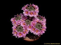 Mammillaria alamensis 570